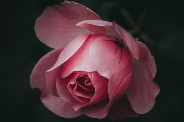 Close-up de aranha em rosa rosa