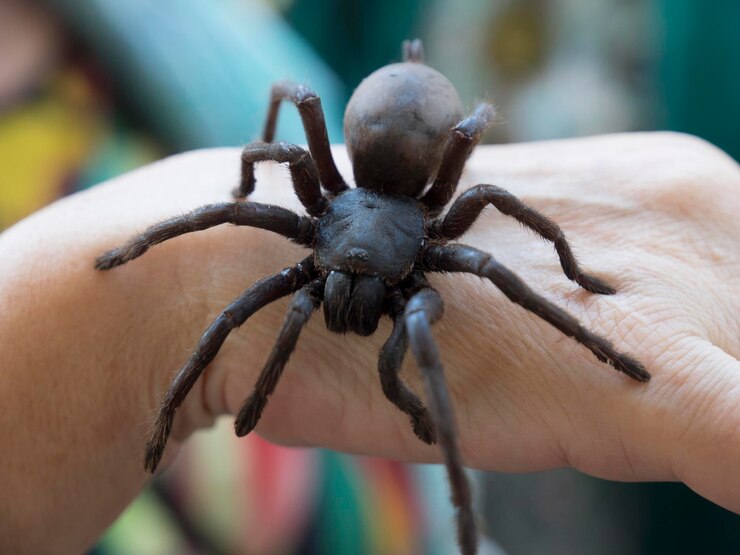 Foto close-up de aranha na mão