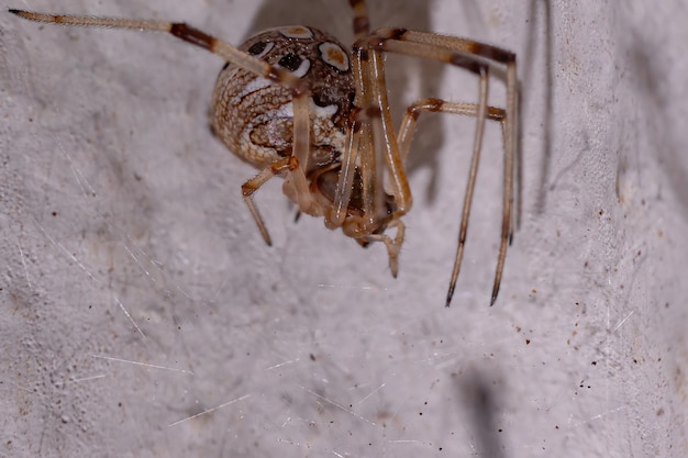 Foto close-up de aranha na parede