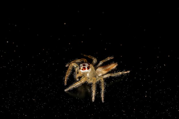 Foto close-up de aranha na teia contra fundo preto