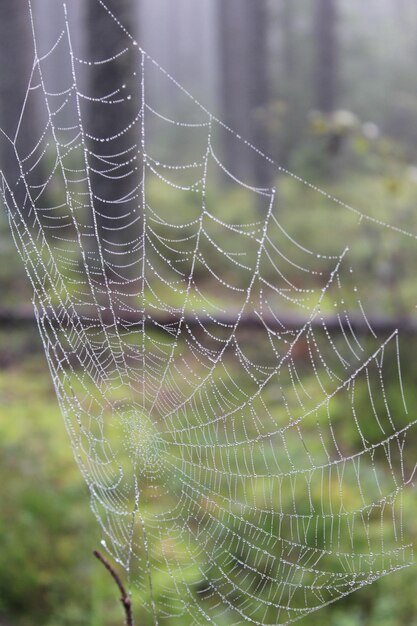 Foto close-up de aranha na teia