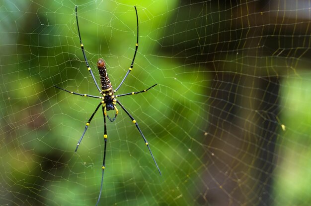 Foto close-up de aranha na teia