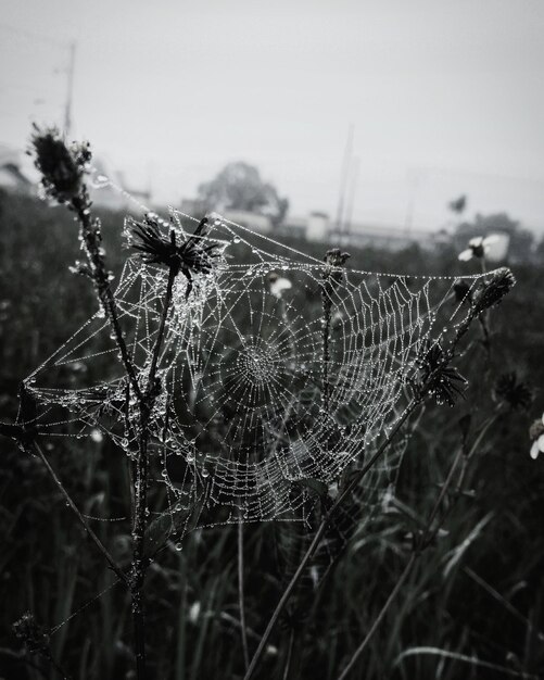 Close-up de aranha na teia