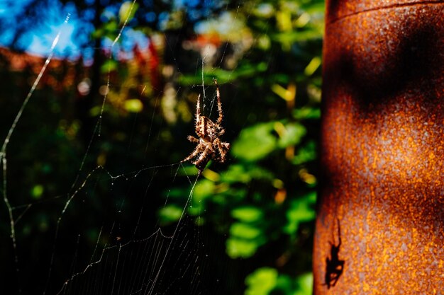 Close-up de aranha na teia