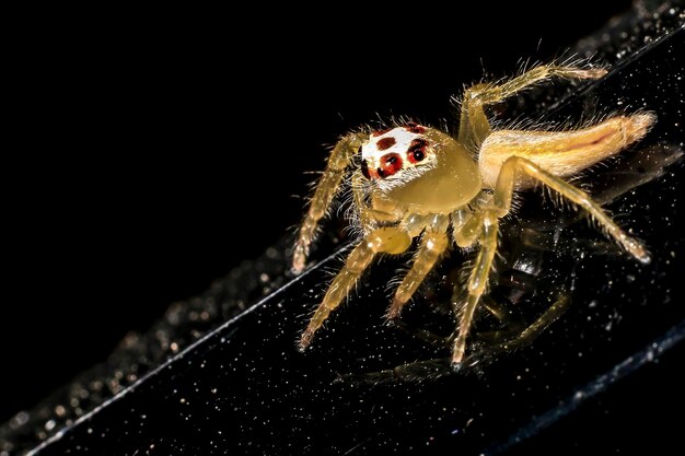 Foto close-up de aranha sobre fundo preto