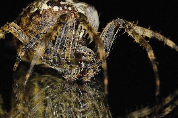 Foto close-up de aranha