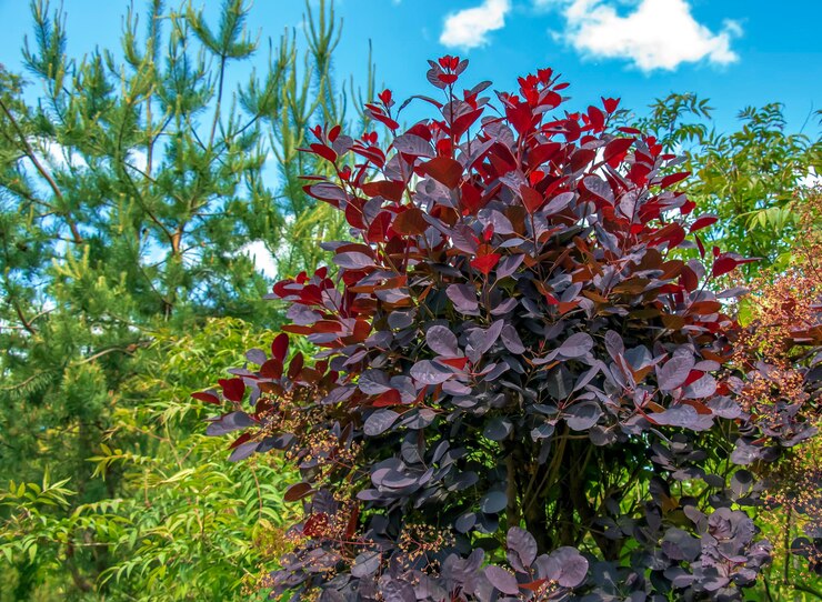 Foto close-up de arbusto roxo real com folhas roxas escuras cotinus árvore de fumaça