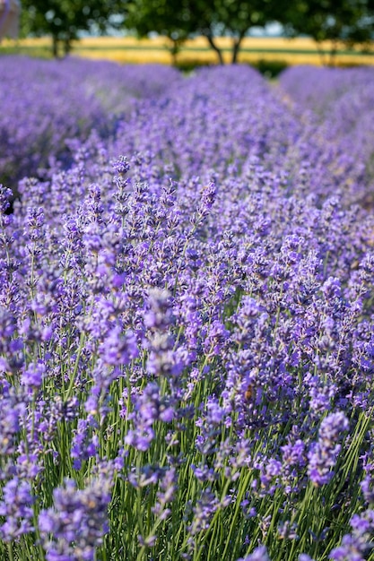 Foto close-up de arbustos de lavanda floridos