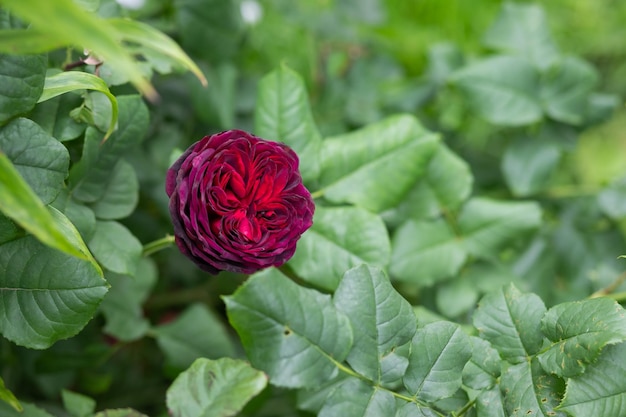 Close-up de arbustos de rosas vermelhas escuras florescendo flores e botões fechados em um pote de concreto em um dia ensolarado Prancha de textura de madeira na flor traseira de rosas vinosas no beco do parque da cidade