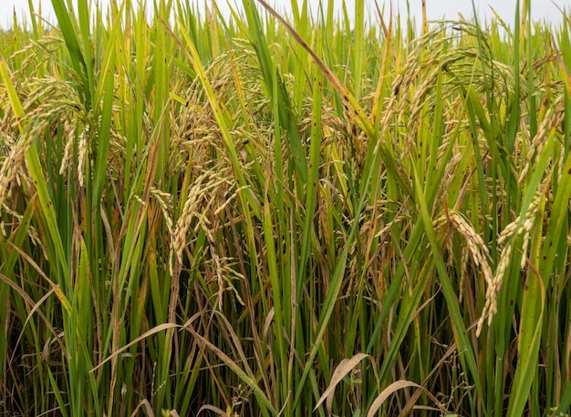 Foto close-up de arroz dourado no campo de arroz