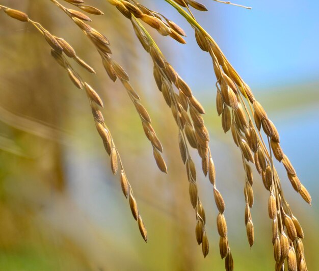 close-up de arroz na fazenda