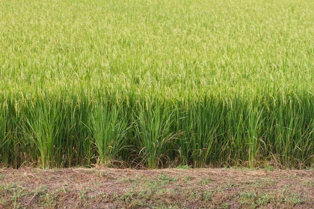 Close-up, de, arroz verde, campo