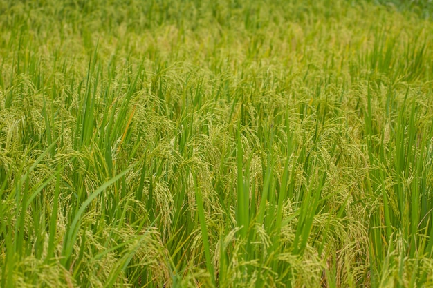 Close-up, de, arroz verde, campo