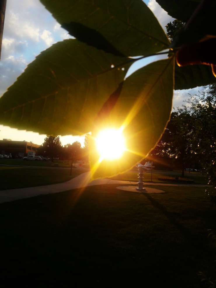 Foto close-up de árvore contra o sol brilhante