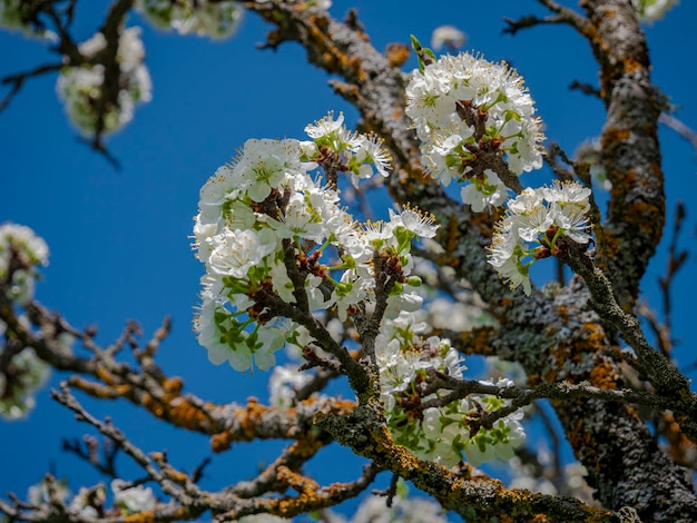 close-up de árvore florescendo na primavera