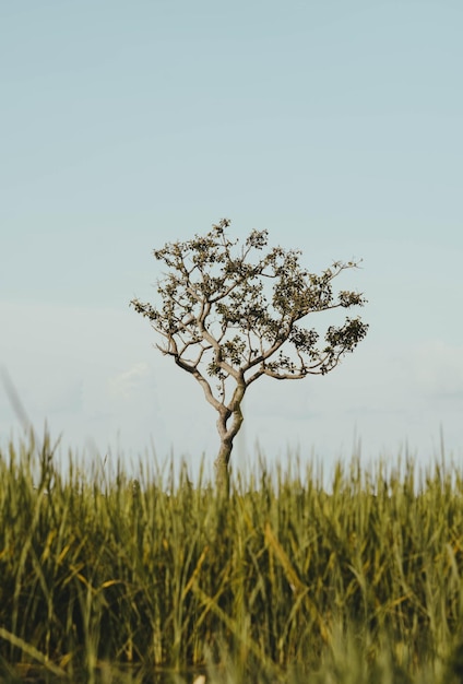 Foto close-up de árvore no campo contra o céu claro