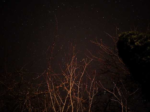 Foto close-up de árvore nua à noite
