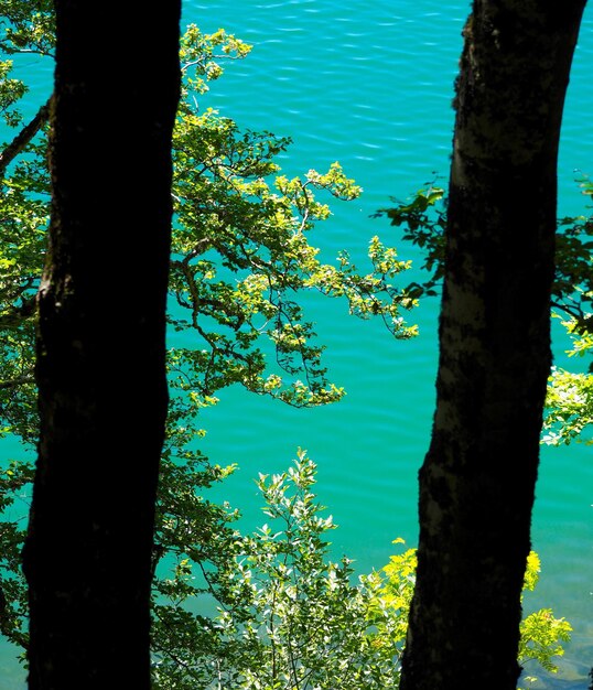 Foto close-up de árvore por lago na floresta