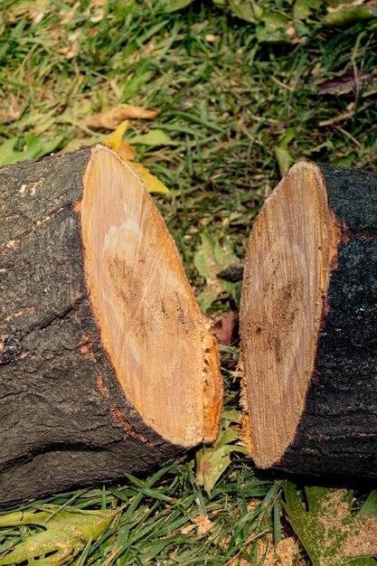 Close-up de árvores cortadas em exposição