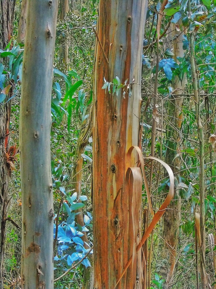 Foto close-up de árvores de bambu na floresta