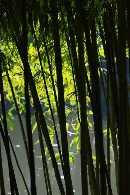 Foto close-up de árvores de bambu na floresta