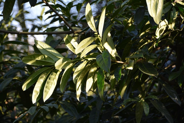 Close-up de árvores