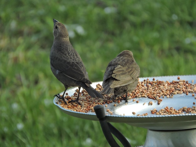 Foto close-up de aves a alimentar-se