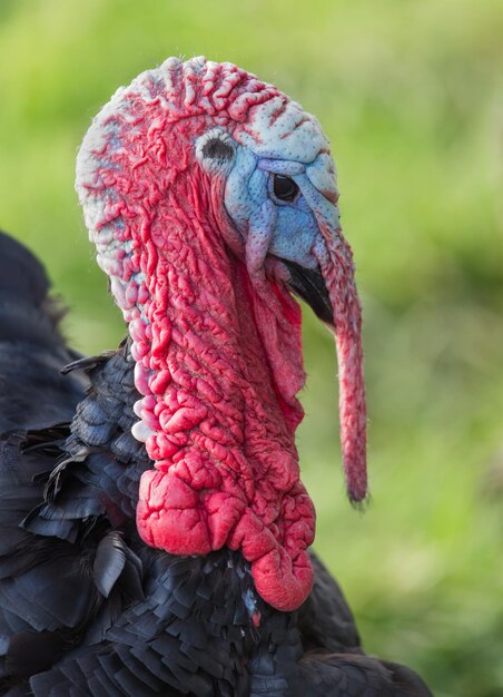 Foto close-up de aves ao ar livre