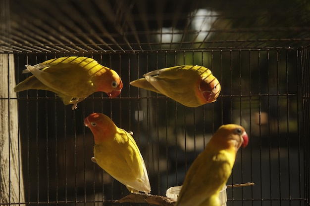 Foto close-up de aves em gaiola