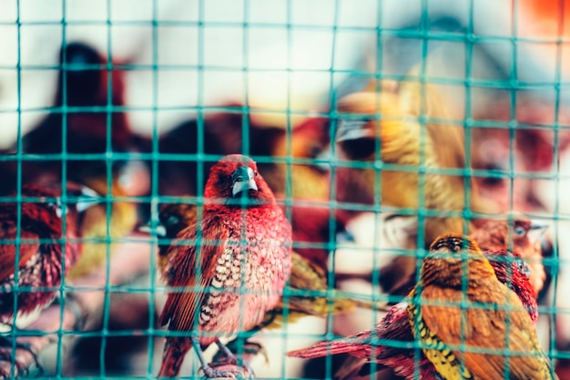 Foto close-up de aves em gaiola