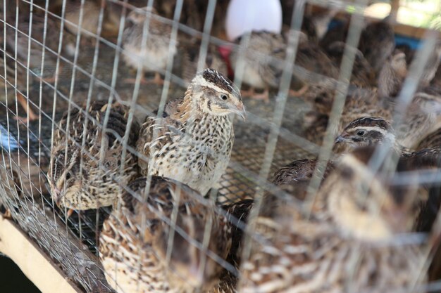 Close-up de aves em gaiola