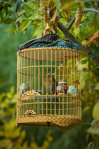 Foto close-up de aves em gaiola