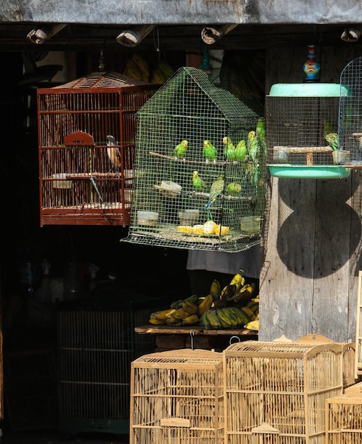 Foto close-up de aves em gaiolas para venda no mercado