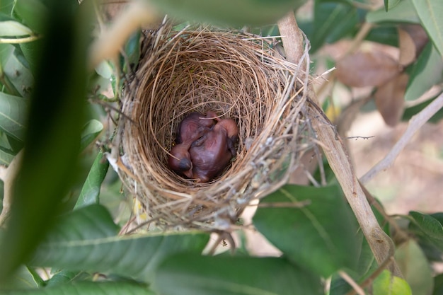 Foto close-up de aves em ninho