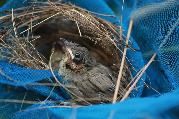 Foto close-up de aves em ninho