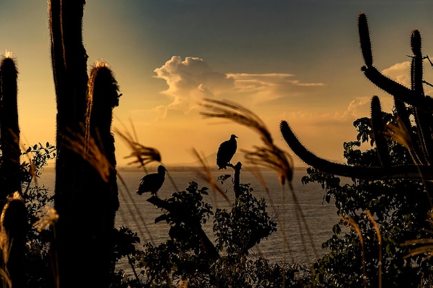 Foto close-up de aves em silhueta empoleiradas em árvores contra o céu