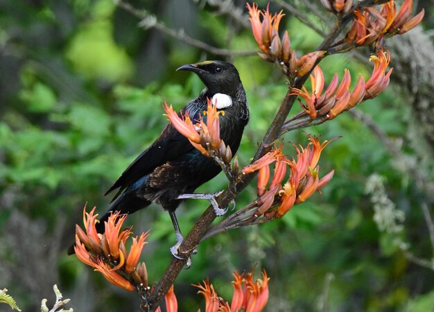 Foto close-up de aves empoleiradas em uma planta