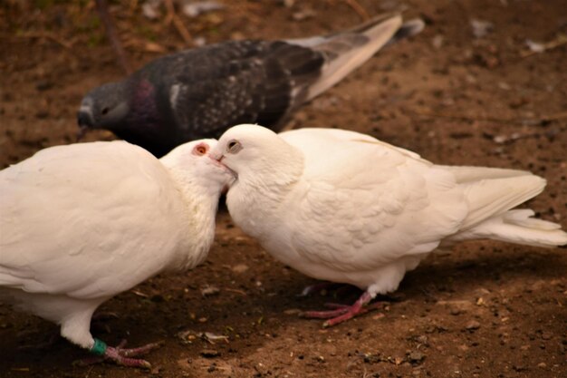 Foto close-up de aves no campo