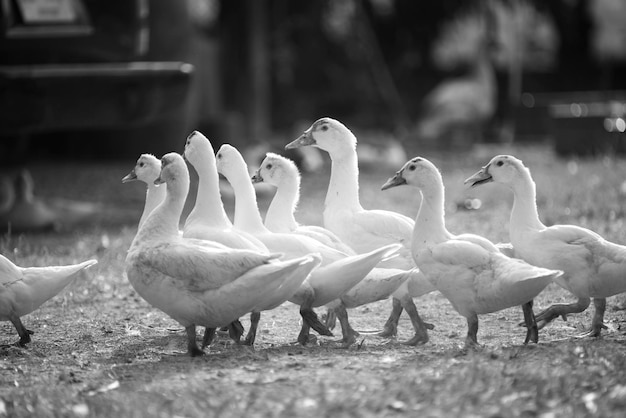 Foto close-up de aves no campo