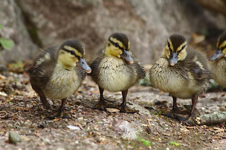 Foto close-up de aves no campo