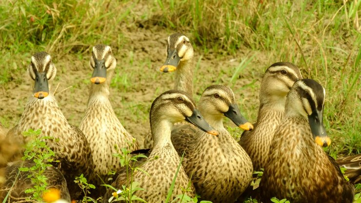 Foto close-up de aves no campo