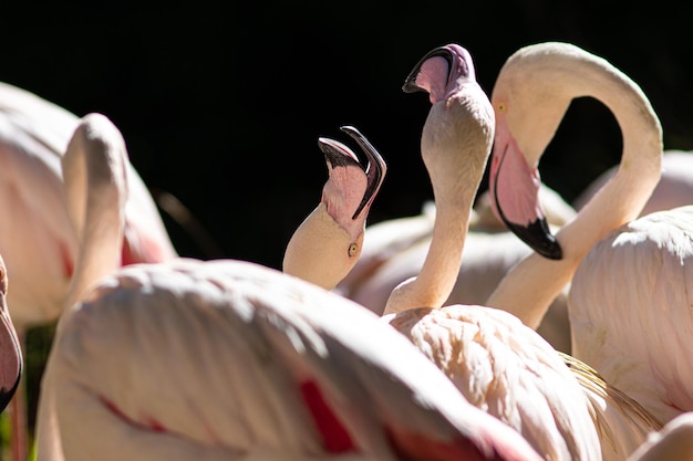 Foto close-up de aves