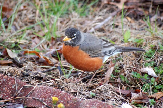 Foto close-up de aves