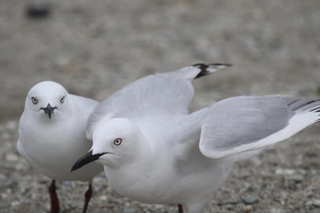 Foto close-up de aves