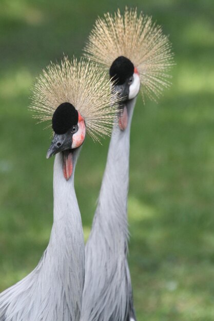 Foto close-up de aves