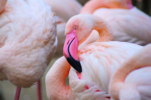 Foto close-up de aves