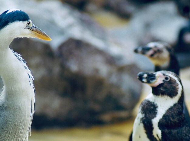 Foto close-up de aves