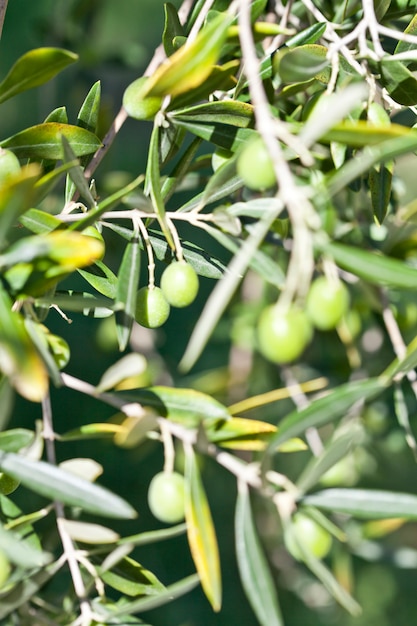 Close-up de azeitonas e galhos de oliveiras