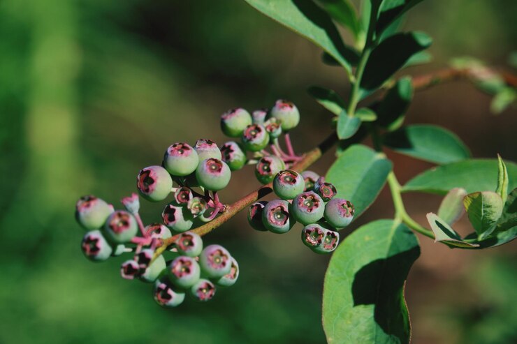 Foto close-up de bagas crescendo na planta