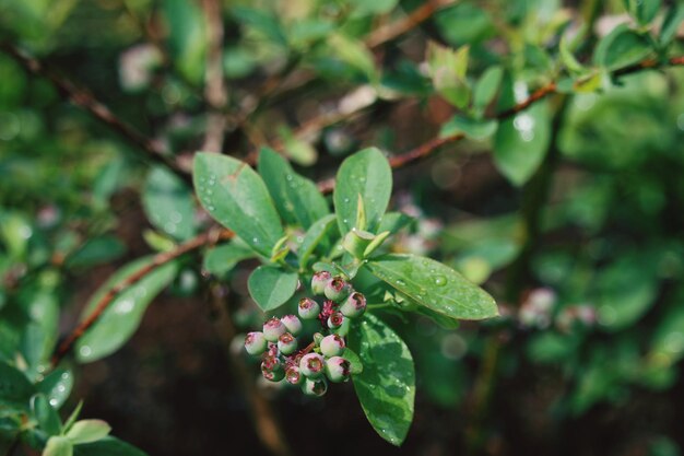 Close-up de bagas crescendo na planta